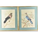 A pair of feather bird pictures, the birds made up for feathers, one possibly a chaffinch, both