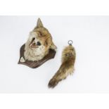 Taxidermy, a shield mounted fox mask with date plaque " Essex & Suffolk , Essex Side, Wrabness 27.