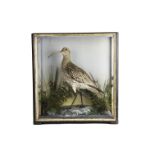 Taxidermy, a vintage , well mounted Curlew, in case, with glass front and sides. Mounted stood on