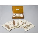 Eric Craig (1829-1923) New Zealand Fern Specimens, each dried specimen mounted on card, 210mm x