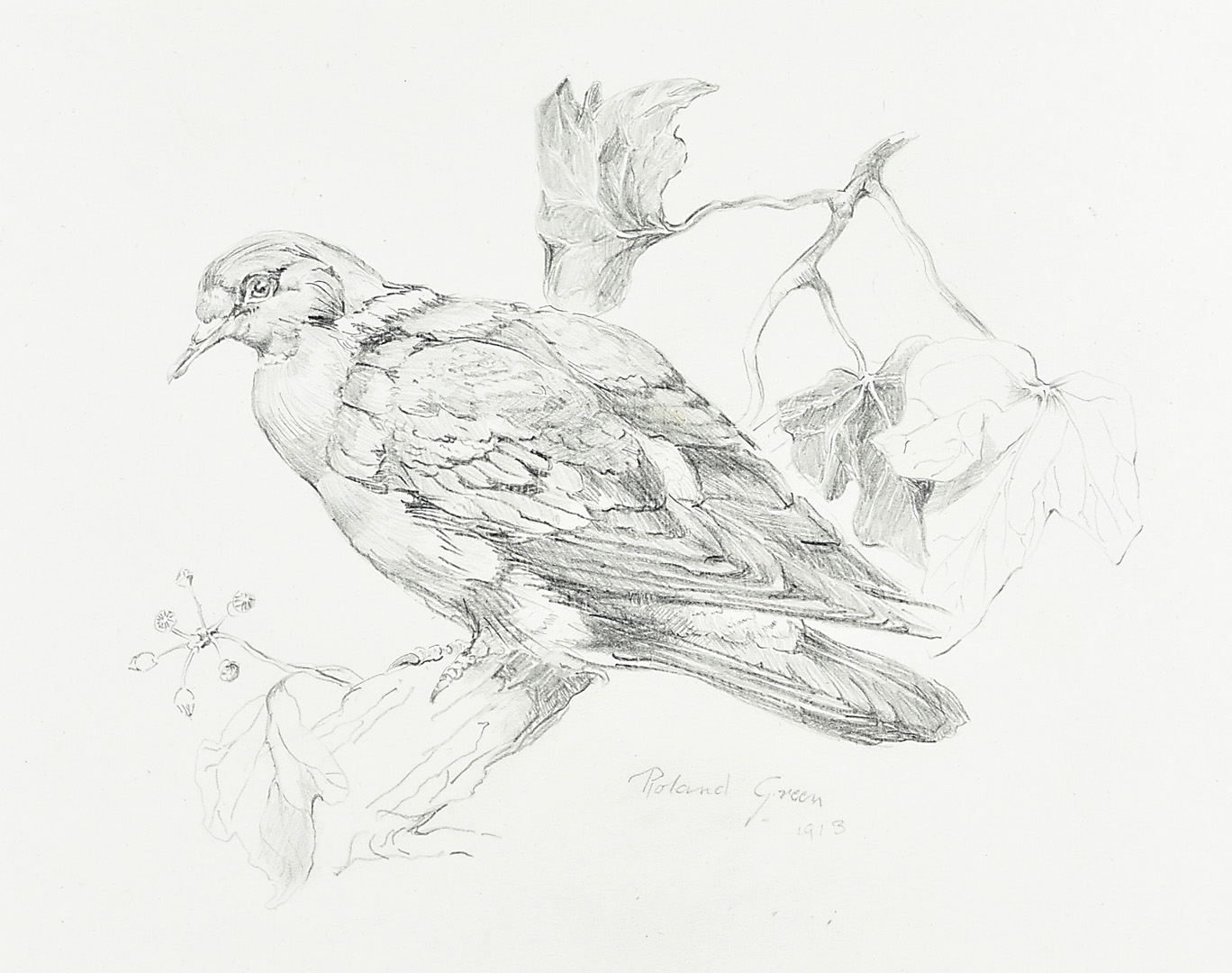 Roland Green 1896-1972, pencil on paper, Young Pigeon on a branch, signed and dated 1912, 21 cm x 28