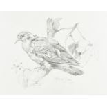 Roland Green 1896-1972, pencil on paper, Young Pigeon on a branch, signed and dated 1912, 21 cm x 28