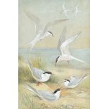 Roland Green 1896-1972, watercolour, Terns, signed and dated 1925, 40 cm x 26 cm, framed