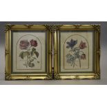 Three 19th Century botanical studies, framed and glazed