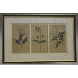 Two sets of framed later coloured botanical studies of flowers and bulbs, largest 22 cm x 69 cm, all