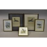 A collection of bird prints, including a pair of later coloured prints of waterfowl, white-fronted