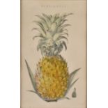 William Mackenzie later coloured engraving, Pine-Apple', 24 cm x 15 cm, framed and glazed in a maple