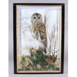 A taxidermy study of a Tawny Owl, in naturalistic setting with mouse in its claws, cased 38 cm