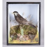 A Taxidermy study of a Aberrent black bird, in a naturalistic setting, cased 28 cm wide x 35 cm high