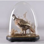 A taxidermy study under glass dome, red legged partridge in naturalistic setting, 42 cm high x 35 cm