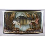 A cased taxidermy study, Perch in naturalistic setting, bow front, 60 cm wide x 33 cm high x 14.5 cm