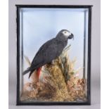 A cased taxidermy study grey parrot in naturalistic setting, by S Strath, 46 cm high x 35 cm wide