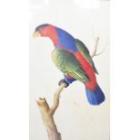 After Pieter de Bevere (1722-1781) four modern reproduction prints of birds, each 50 cm x 32.5 cm,