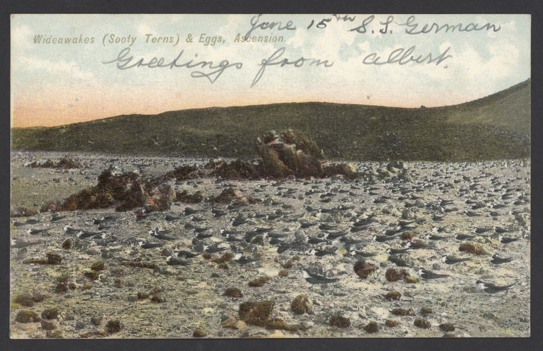 Ascension 1906 (26 June) coloured picture postcard "Wideawakes (Sooty Terns) & Eggs, Ascension... - Image 2 of 2