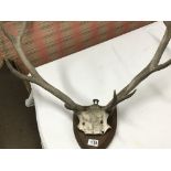 A pair of old antlers mounted on a Sheild shaped p