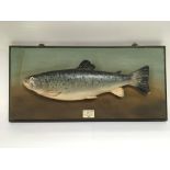 A framed 2lb trout mounted with no glass, caught at Sunbury on Thames 1956, approx 50.5cm x 24.5cm.