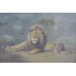 Frederick Hancock gouache of two lions, signed lower right,