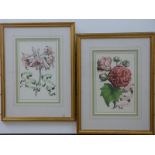 Giovanni Batista Ferrari pair of prints of botanical studies in gilt frames,