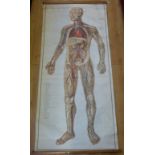 An anatomical poster of the circulatory system