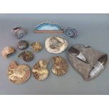 A quantity of fossil and geological samples including polished agate, cross sections of fossils,