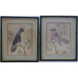 A pair of 19thC feather and watercolour drawings of birds, one named Pinto, the other Cardenal,