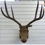 A taxidermy mount stag and a mounted set of antlers