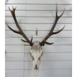 A stag skull and antler mount