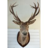 A large taxidermy stag head and neck mount, 14 point antlers, on an oak shield,