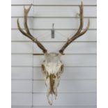 A stag skull and antler mount