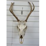 A stag skull and antler mount
