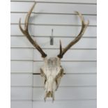 A stag skull and antler mount