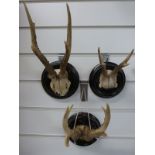 Three sets of mounted antlers,