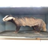 A taxidermy study of a badger in wooden case 99 x 40 x 40cm