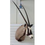 A large taxidermy gem buck head and neck mount,