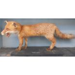 A taxidermy study of a fox in wooden case 102 x 51 x 30cm