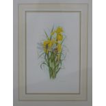 Bridgette James watercolour iris with dragonfly,