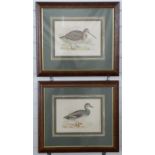 Two coloured etchings of birds, one of Woodcock the other Gadwall,
