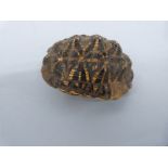 Taxidermy interest, Indian starred tortoise shell,