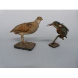 Taxidermy models of partridge and kingfisher,