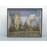 Taxidermy study of a Barn owl and a Tawny owl circa 19thC in glass fronted case,