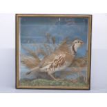 Taxidermy study of a red-legged partridge, circa 19thC, in glass fronted case,