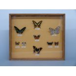 Taxidermy cased butterfly display,