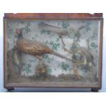 Victorian taxidermy study of five birds including woodpecker, pheasant,