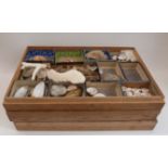 Collection of shells including cowries,
