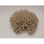 A coral specimen,