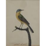 Anglo-Indian or Company School 19thC watercolour of a bird, indistinctly titled to lower edge,