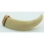 A 9ct gold mounted warthog tusk