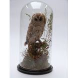 An Edwardian taxidermy study of a tawny owl under a circular glass dome, height 54cm.