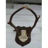 A pair of mounted red deer antlers, approximately 65cm.