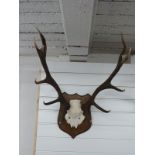 A pair of mounted red deer antlers,12 points, approximately 70cm.